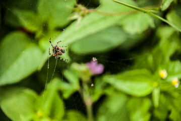 Araña naranja en el centro de su telaraña. 