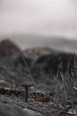 Mushroom growing in the grass up close 