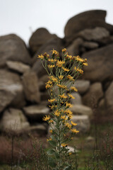 Flowers with rocks in the background 