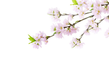 桜 さくら 花 イラスト リアル セット