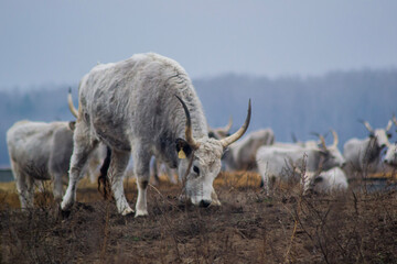 Obraz premium a group of cows