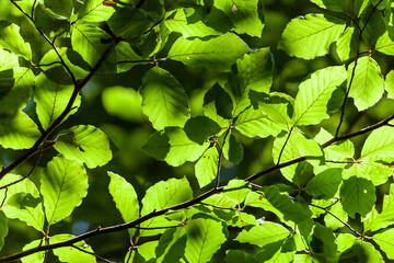 Fototapeta na wymiar Green leaves of beech