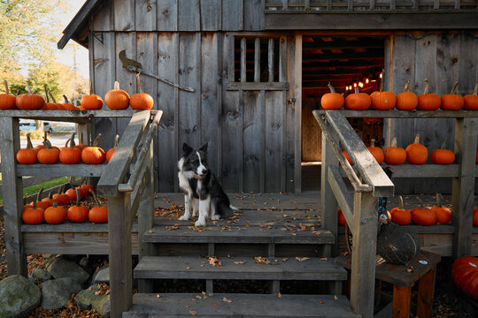 The dog sits on the porch of a rural house with Halloween holiday pumpkins. Lifestyle, cozy autumn