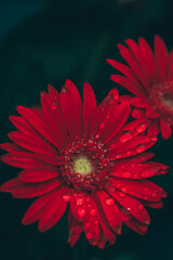 Red flower with water drops on pedals up close 