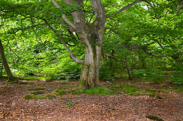 Fototapeta premium Old gnarled tree
