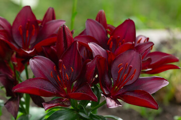 Burgundy colored big bunch of Asiatic lilies in the garden.