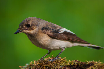 bird on a branch