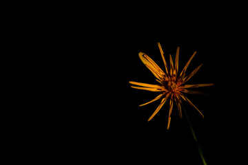 Fototapeta premium yellow flower on black background