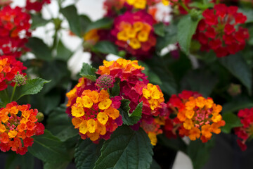 Exotic clusters of yellow and orange bloom of Lantana bush.