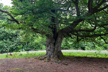 Fototapeta premium Old gnarled tree, lightning struck the trunk once