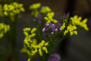 Many beautiful yellow and purple flowers of statice or limonium.