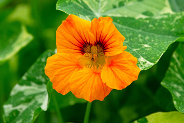 Colorful big orange nasturtium flower with green foliage.