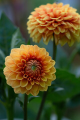 Beautiful Ball variety of Dahlia flowers with leaves in the garden.