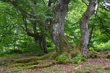 Old gnarled trees with moss covered roots in a forest