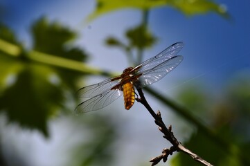 big yellow dragonfly on a plant