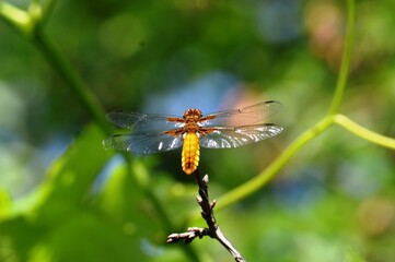 big yellow dragonfly on a plant