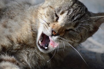 the cat licks itself after lunch