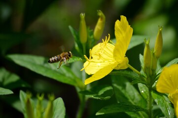 a bee in flight to a yellow flower