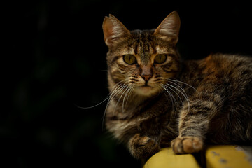 Photo of the cat for the banner.