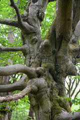 Tubers and branches on an old gnarled tree