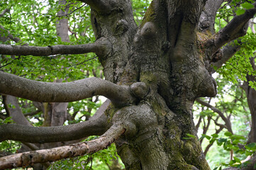 Fototapeta premium Tubers and branches on an old gnarled tree