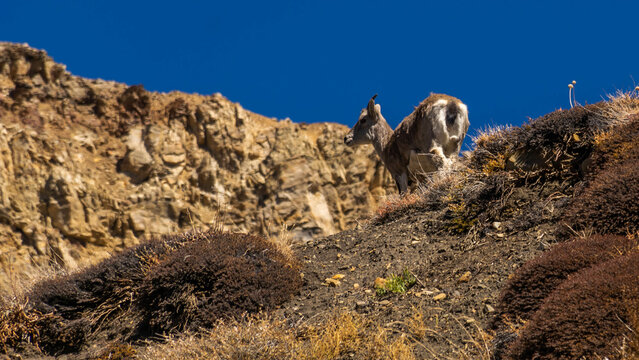 Himalayan Blue Sheep (female)