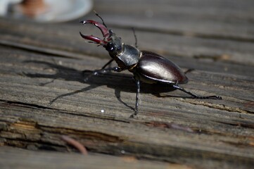 large black hardwing beetle