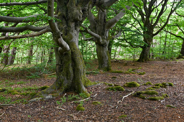 Old gnarled trees in the forest