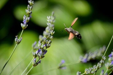 a butterfly sucks nectar from a flower