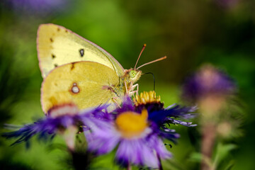 Butterfly on the blue flowers, close-up