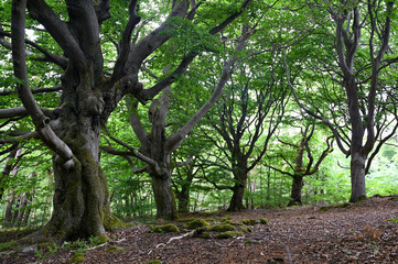 Old gnarled trees in the forest