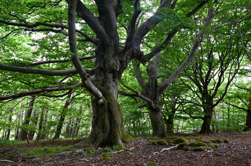 Old gnarled trees in the forest