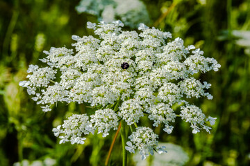 Wild carrot flower