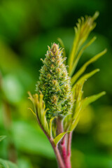 Macro photography - Stag-horn sumac tree