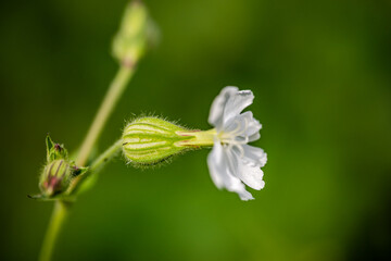 Macro photography - bindweed flowers in the meadow 
