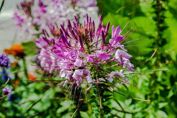 Cleome is a genus of flowering plants in the family Cleomaceae, commonly known as spider flowers, spider plants, spider weeds, or bee plants 