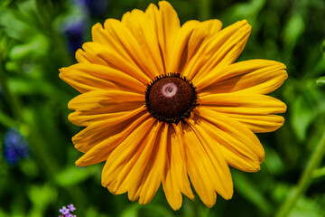 Macro photography - Yellow Coneflower in the garden