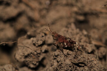 rufous grasshopper insect macro photo