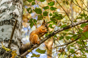 Squirrel on a birch branch in autumn.
