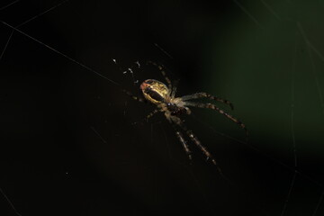 agelena labyrinthica spider macro photo