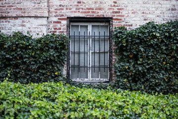 Fototapeta na wymiar old window with ivy - georgetown Washington DC