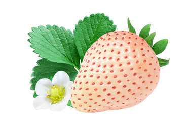白いちご 白い苺 イチゴ イラスト リアル 淡雪 セット