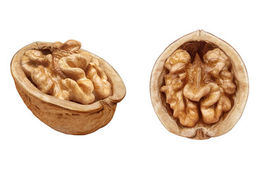 胡桃 くるみ クルミ イラスト リアル セット