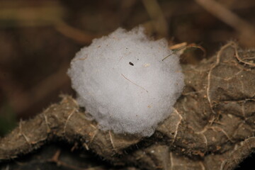 spider nest macro on dry leaf
