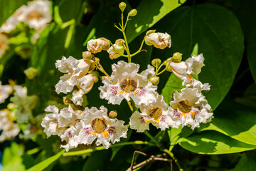 Flowering Northern catalpa in the city park