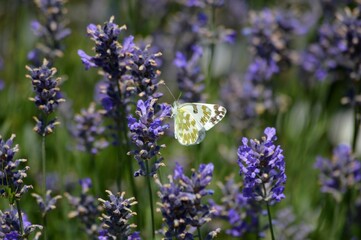 white butterfly on purple lavender flower