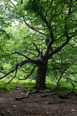 Fototapeta na wymiar Old gnarled tree