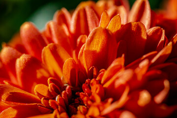 Macro photography - orange flower 