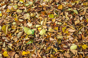 Herbstlaub auf dem Boden