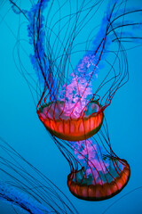 Meduza in an aquarium in Quebec city © PitoFotos